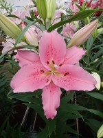 [5248 Homerus No01.JPG]